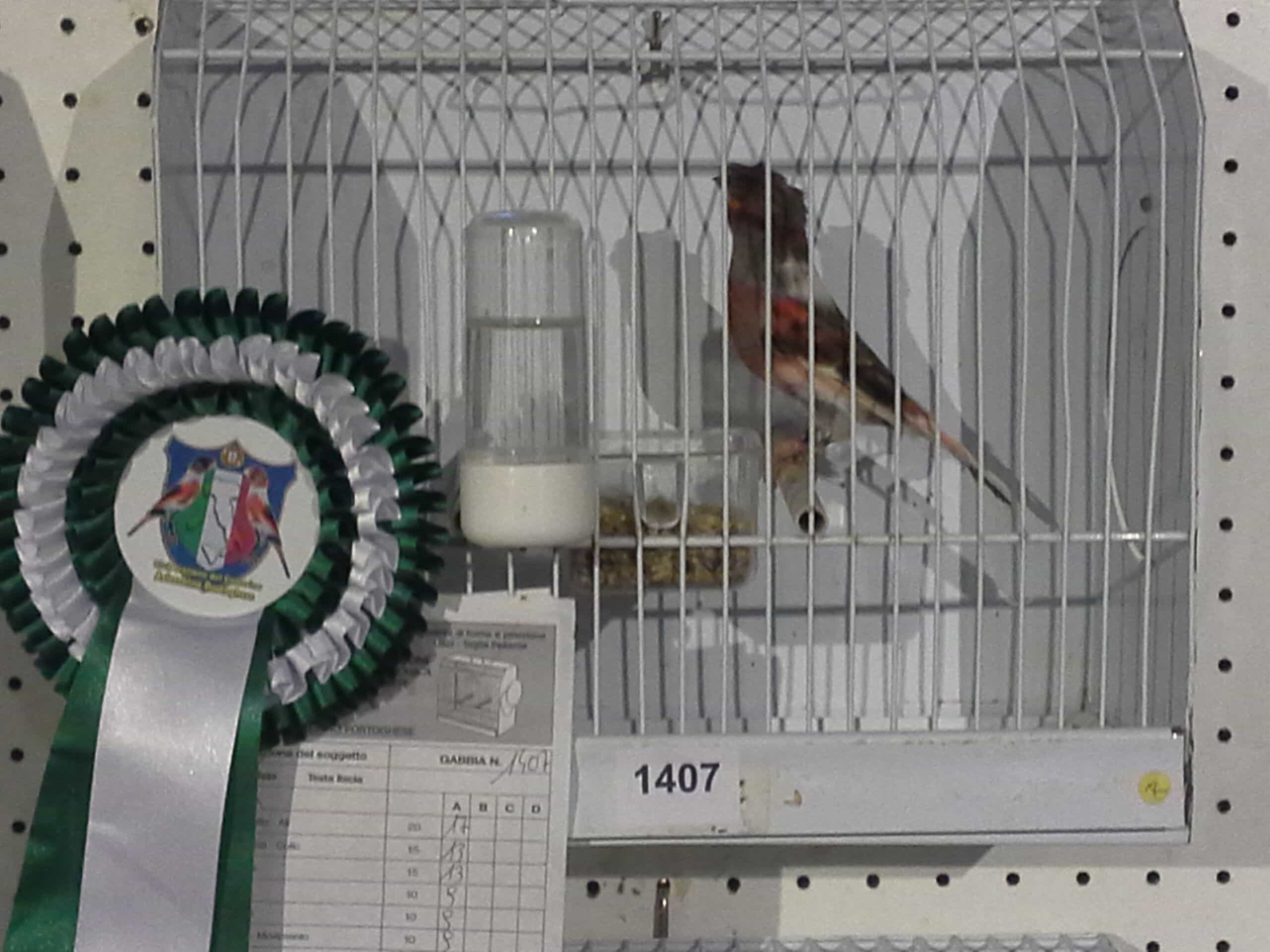 2015 - Prima mostra specialistica C.I.C.A.P. -3° classificato con un maschio testa ciuffata-