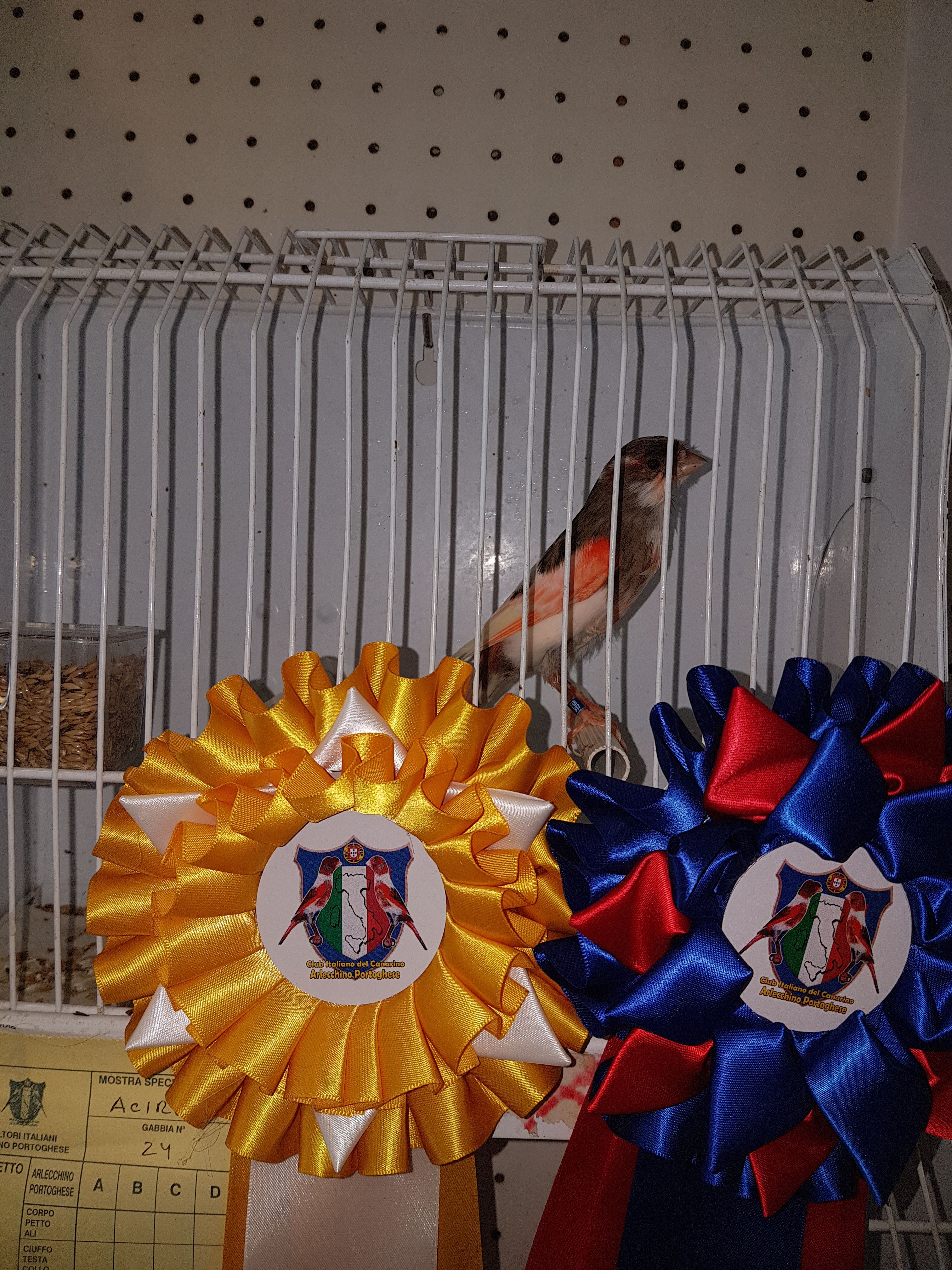 2017 - IIIa  mostra specialistica C.I.C.A.P.  -1° classificato con un maschio testa ciuffata- BEST MASCHIO E...........BEST IN SHOW 2017