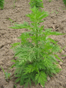 Artemisia  (Artemisia vulgaris)