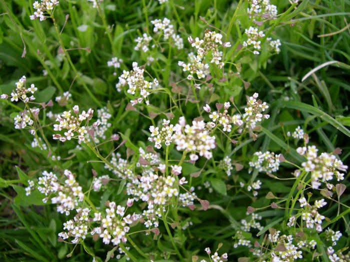 Borsa di pastore (Capsella bursa pastoris)