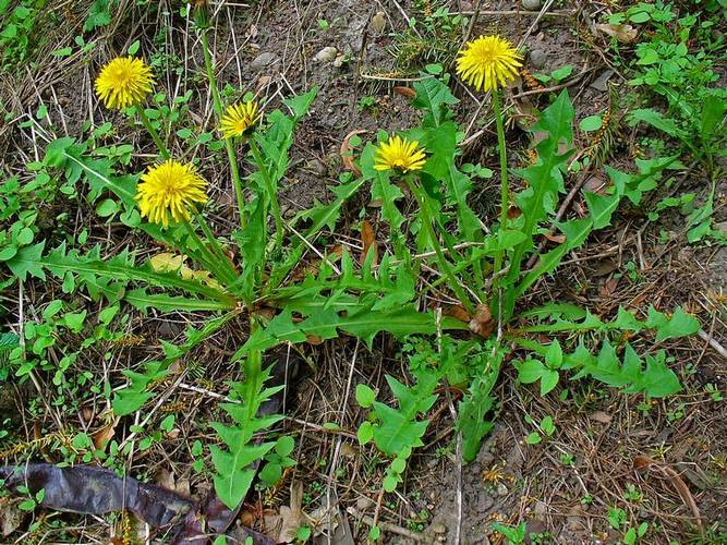 Tarassaco  (Taraxacum Officinale)