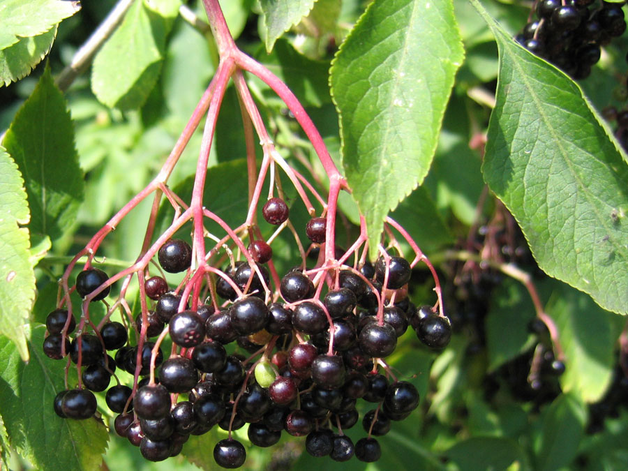 Sambuco  (Sambucus Nigra)