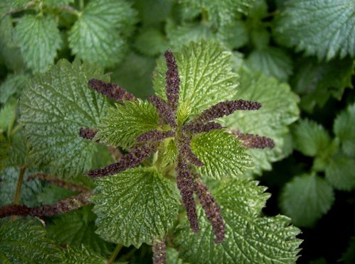 Ortica  (Urtica dioica)