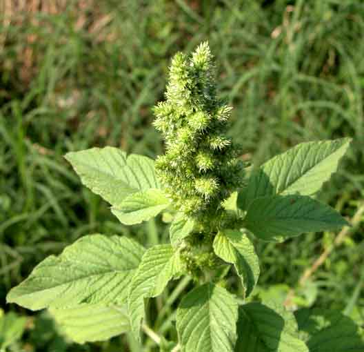 Amaranto Comune  ( Amaranthus retroflexus)