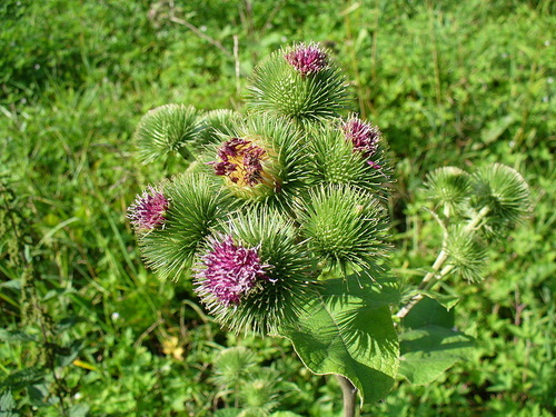 Bardana  (Arctium lappa)