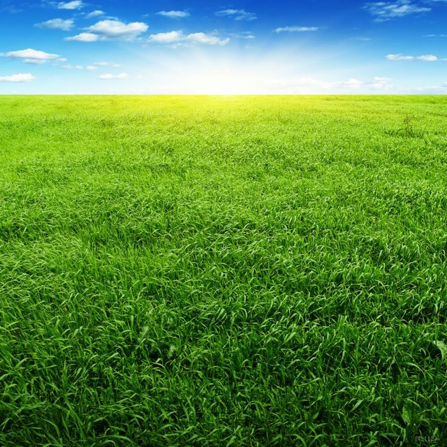 Erbe prative da integrare nell’alimentazione