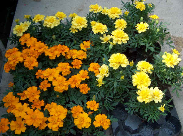 Tagete (Tagetes patula)