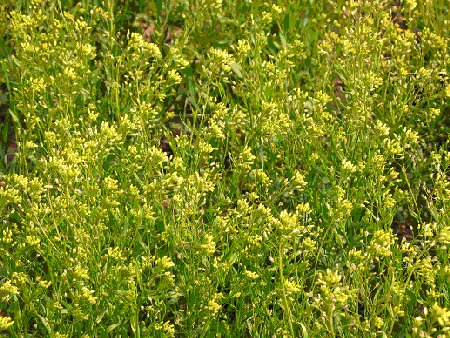 Camelina  (Camelina Sativa)