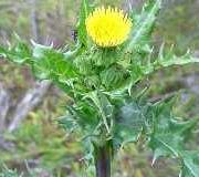 Il Crespigno spinoso  ( Sonchus asper)