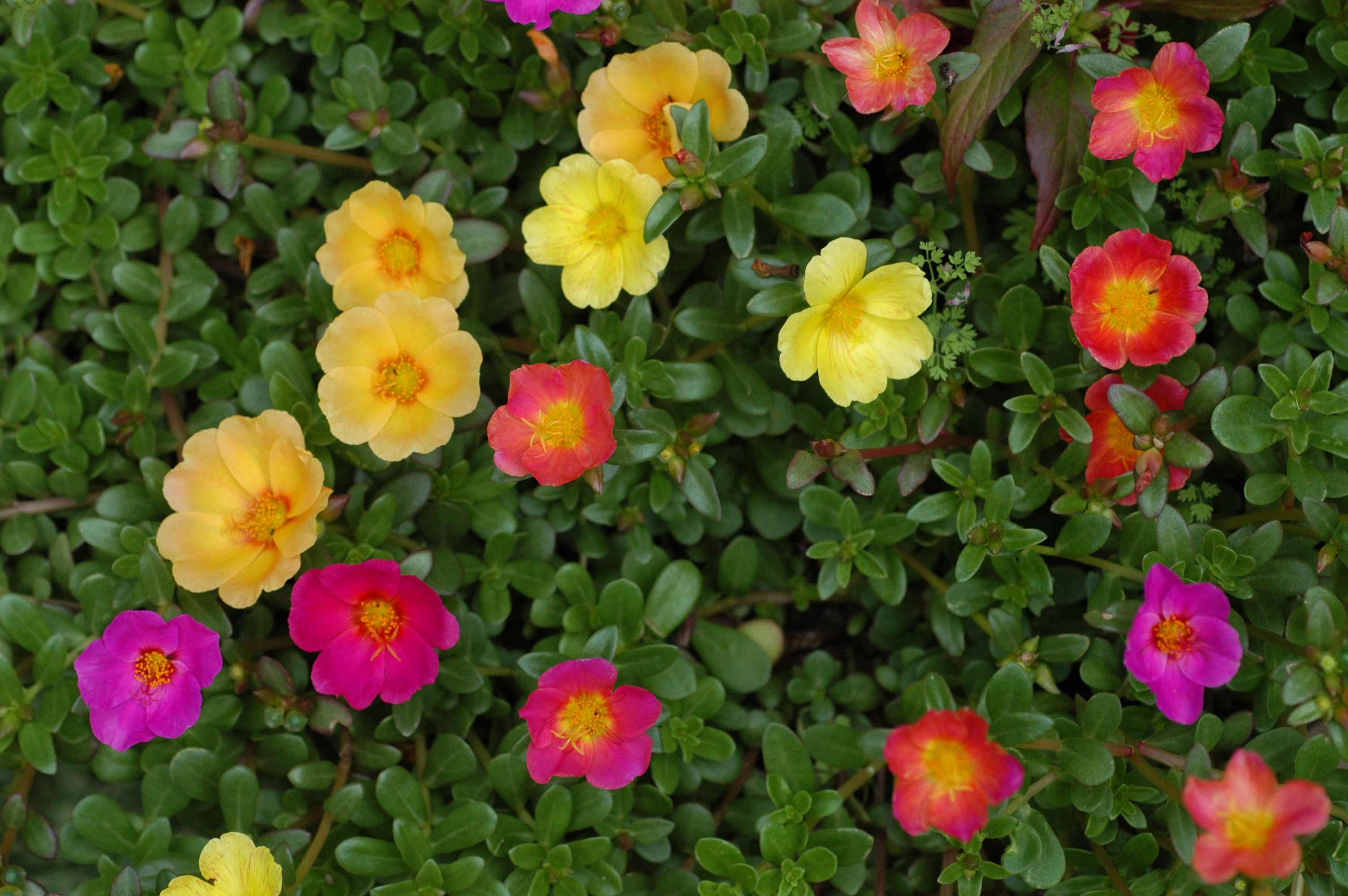 Portulaca  (Portulaca oleracea)