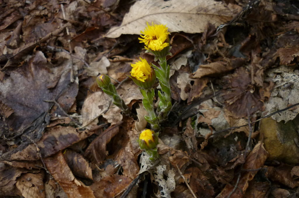 Farfarugio  (Tussilago farfara)