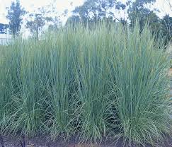 Poa  ( Poa Pratensis)