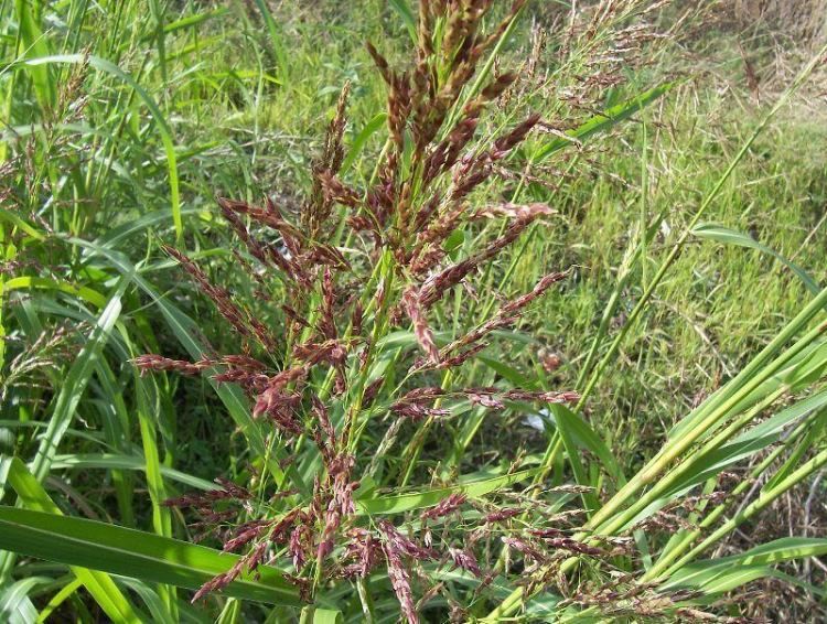 Sorgo selvatico (Sorghum vulgare)