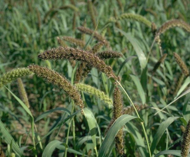 Panico d’Italia (Setaria Italica)