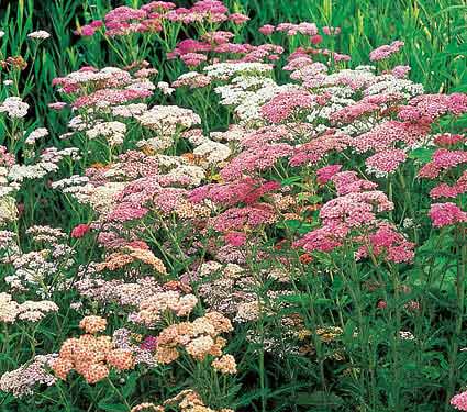  Achillea millefoglie  (Achillea Millefolium)