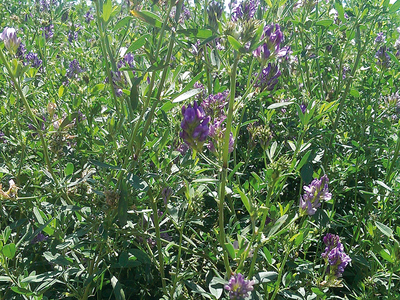 Erba Medica  (Medicago Sativa)