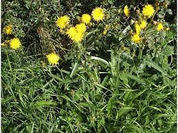 Sonco di campo  (Sonchus Arvensis)