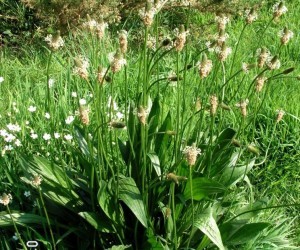 Piantaggine (Plantago lanceola)