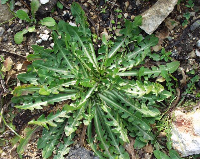 Cicoria Selvatica  (Cichorium Intybus)
