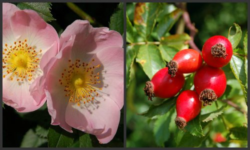 Rosa Canina  (Rosa Canina )