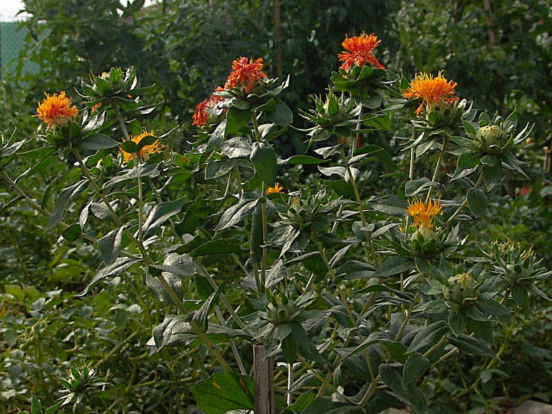 Cartamo  (Carthamus Tinctorius)