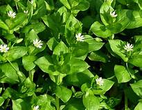 Centocchio  (Stellaria)