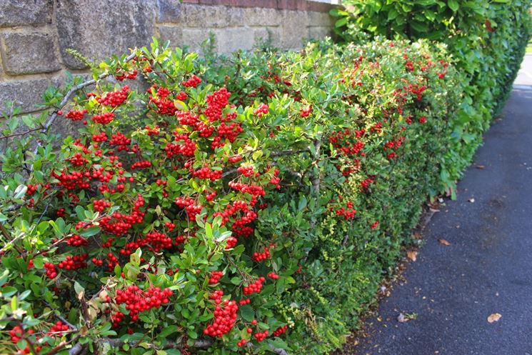 Agazzino  (Pyracantha Coccinea)