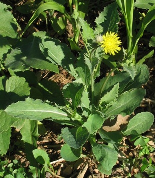 Crespigno Comune (Sonchus oleraceus)-