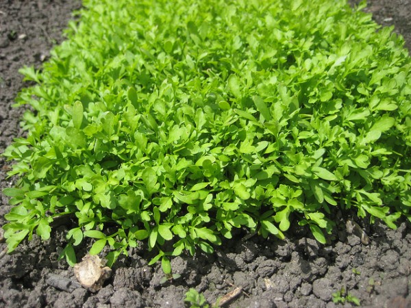 Crescione  (Nasturtium Officinale)