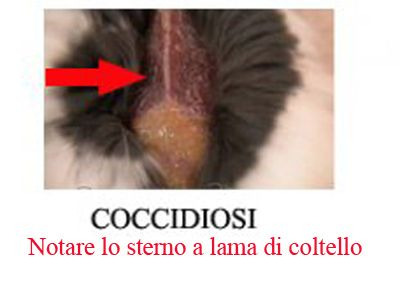 Coccidiosi