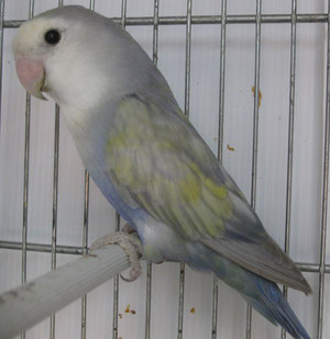 Inseparabili (Agapornis) varie mutazioni